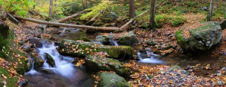 Creek panorama with tree branches in forest