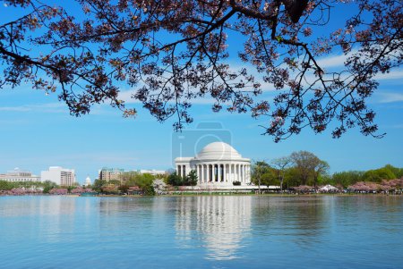 Cherry Blossom season, Washington DC