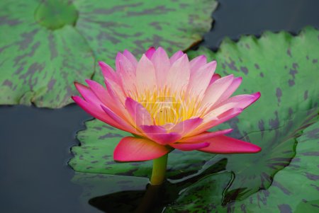 Water lily and green leaves