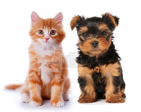 Little cute puppy and red kitten isolated on white
