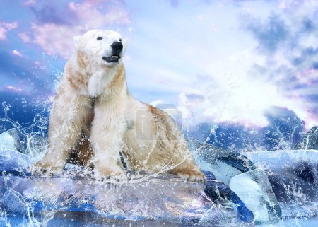 White Polar Bear Hunter on the Ice in water drops