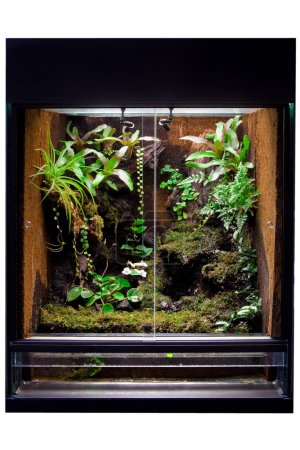 Rain forest terrarium