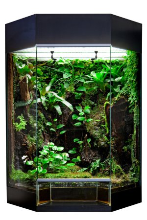 Terrarium for tropical rainforest pets