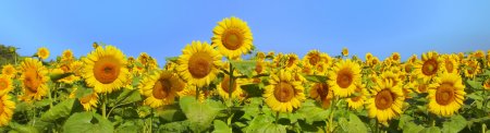Wonderful panoramic view field of sunflowers by summertime