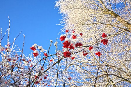 Winter, trees and berries