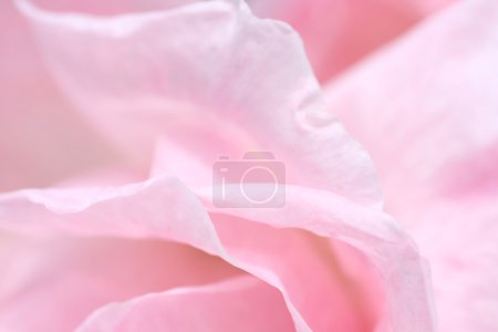 Lovely pink rose petals closeup