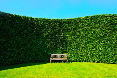 Garden hedges with a bench