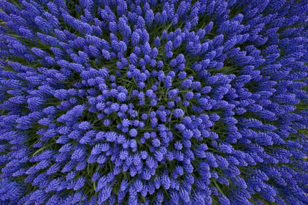 A bed of hyacinths top view