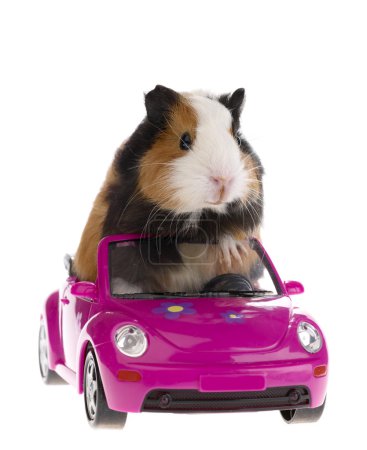 Guinea pig sitting in a car on white bac