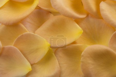 Orange and yellow rose petal texture
