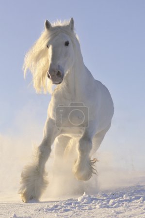 White horse run gallop in winter
