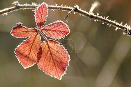 Autumn leaf covered with frost