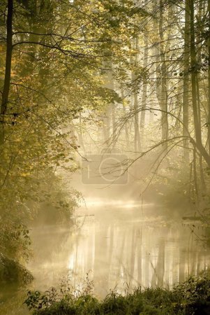 River in misty autumn forest