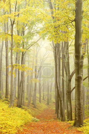 Picturesque beech forest