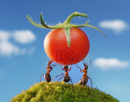 concept or conceptual red d or red ants in a human hand and green grass, a man in red clothes on blue sky background 