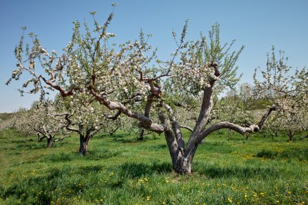 Old Apple Tree with Blossom