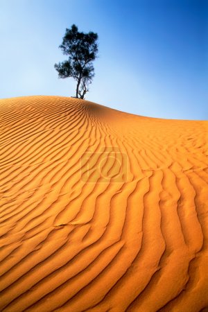 Lonely tree in sandy desert.