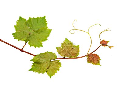 Grapevine isolated on white background