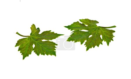 Grapevine leaves