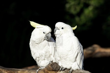 Kakadu in love