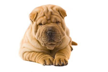 Sharpei dog