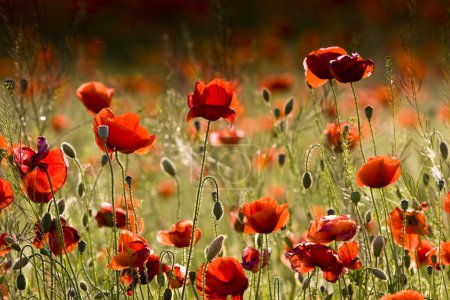 The red poppies of the meadow