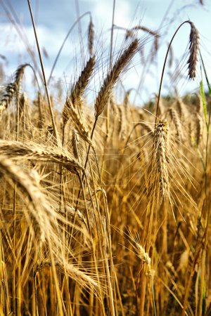 Gold wheat . macro shot