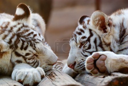 Young White Bengal Tigers