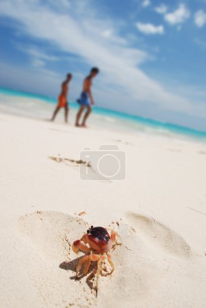 Crab on a beach