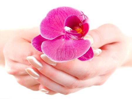 Orchid in woman hands