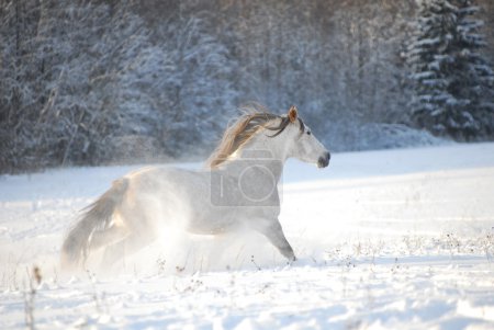 Grey andalusian horse gallops the snow