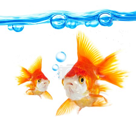 Goldfish and bubbles