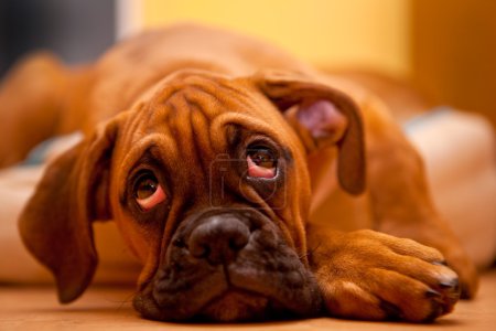 German boxer - sad puppy dog