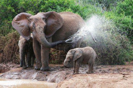 Elephant Spraying Water