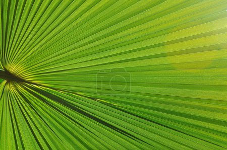 Palm background