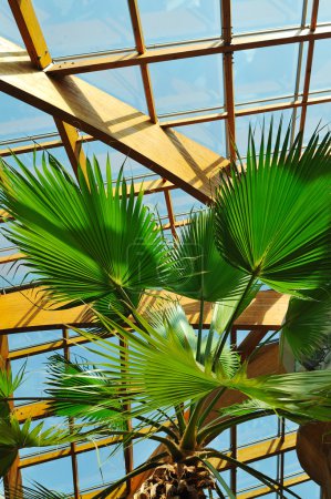 Palm and wooden roof construction