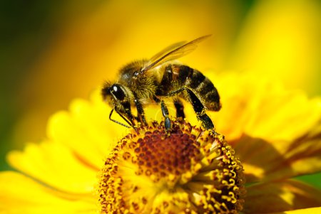honey bee on yellow flower. 