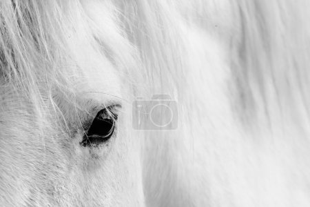 Detail of a white horse