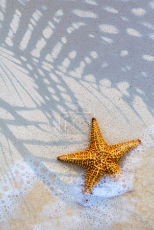 Art Sea star on the beach background