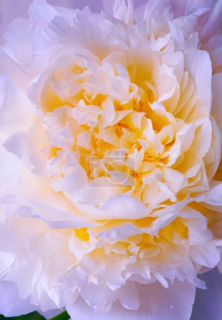 Abstract pink peony spring flower background
