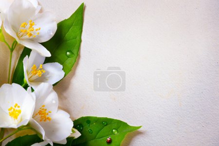 art jasmine spring flowers on old paper background