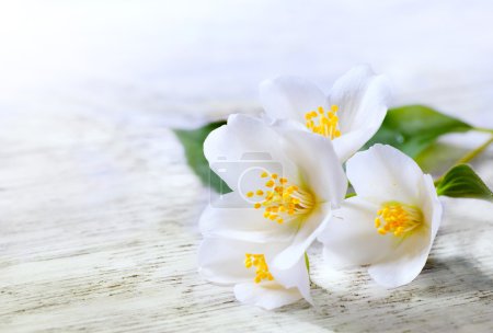 art jasmine white flower on white wood background