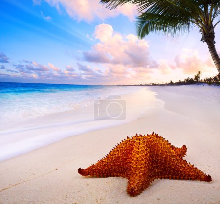 Art beautiful landscape with Sea star on the beach