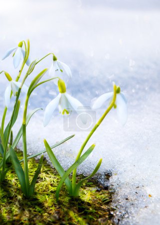 Art Spring snowdrop flowers with snow in the forest