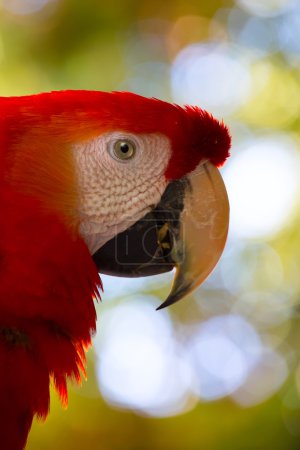 art macaw parrot head