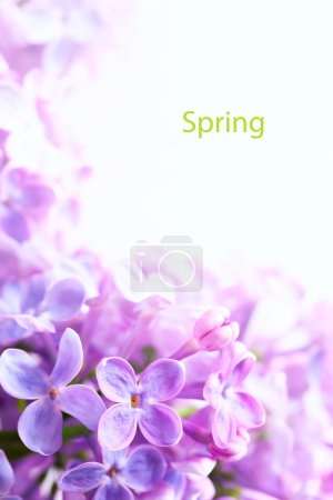 Art Spring Beautiful lilac Flowers Border background