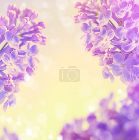 Abstract floral  spring background,  Blooming flowers lilac 
