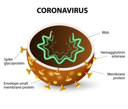 The inside of a Coronavirus