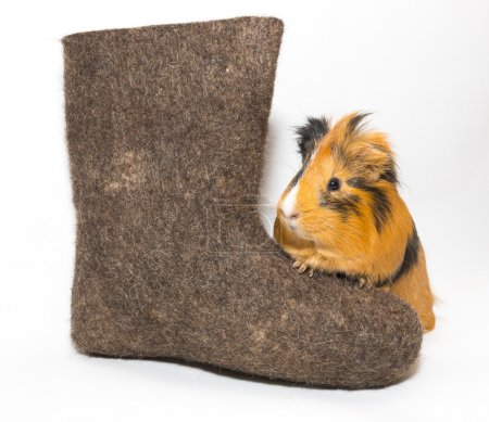 Guinea pig and Russian boots