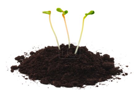 Beginnings in soil